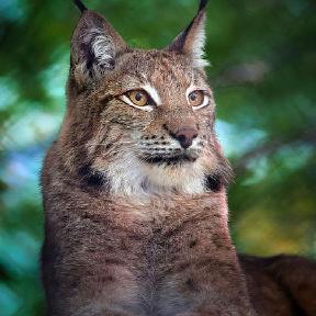 Lynx